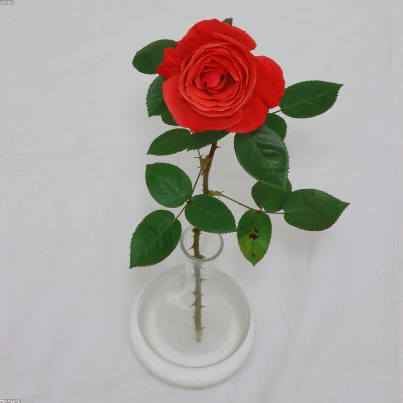 Bud Vase Trio — Assorted Heights